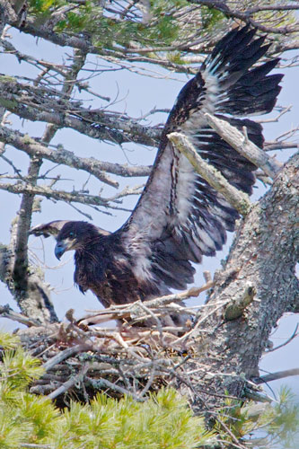 Eaglet3