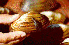 Clam with slug