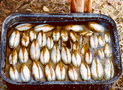 Clams in a pan